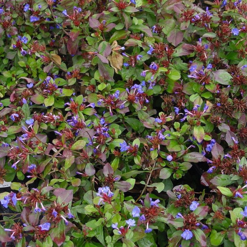 Carpet of green, red, and yellow hardy plumbago foliage with violet-blue flowers