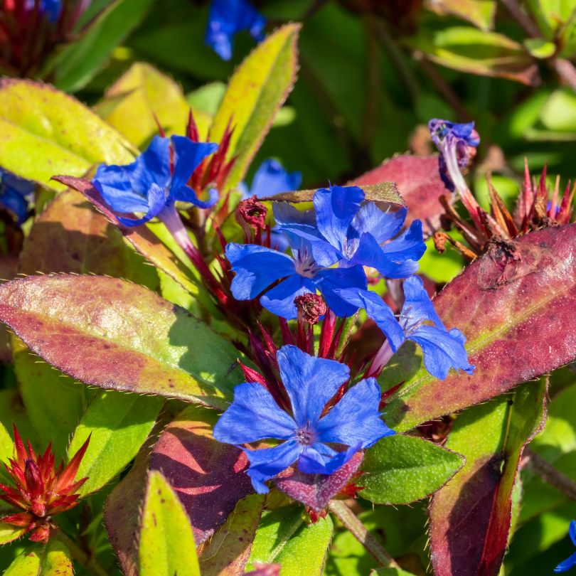 Close-up of image of Hardy Plumbago blue flowers with green and red leaves