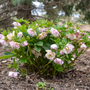 Hellébore 'Flower Girl' de Wedding Party® en pleine floraison dans un jardin de cottage. 