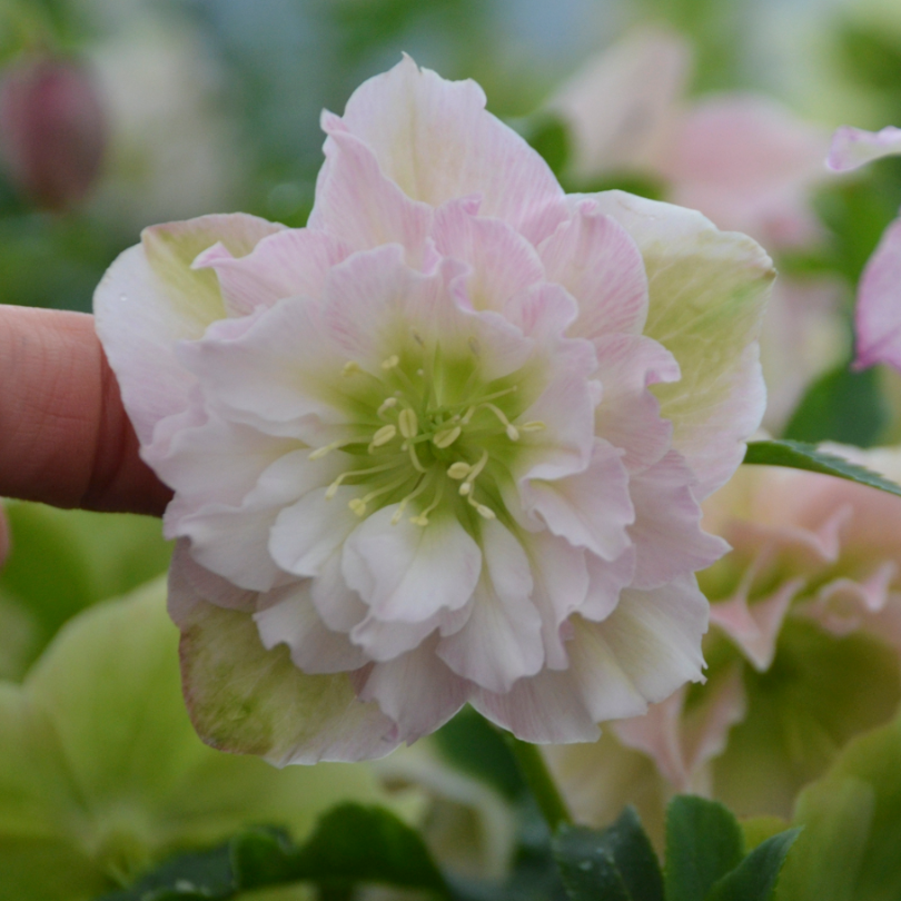 Gros plan sur une fleur rose pâle en été, de la rose de Carême « Flower Girl » de Wedding Party®. 