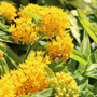 Close up image of bee on yellow milkweed plants