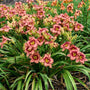Garden full of coral pink daylily flowers