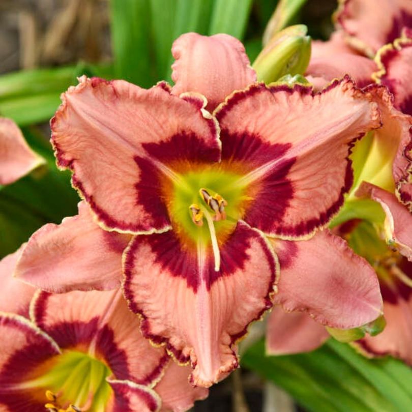 Daylily with coral pink flowers and red margins