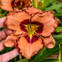 Close-up of a hand holding an orange and red flower with a blurred green background