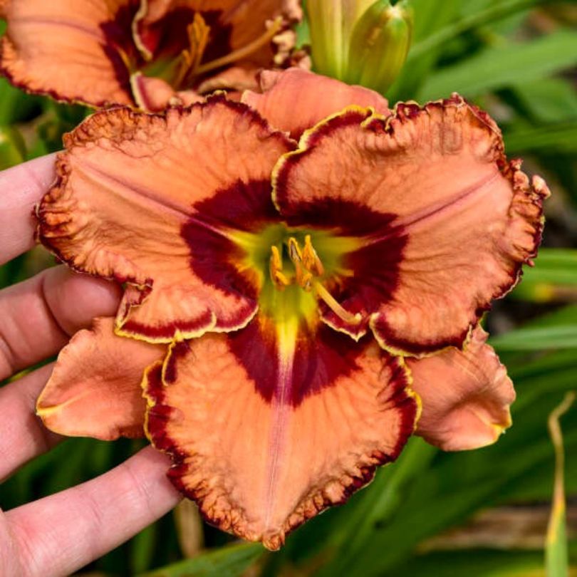 Close-up of a hand holding an orange and red flower with a blurred green background