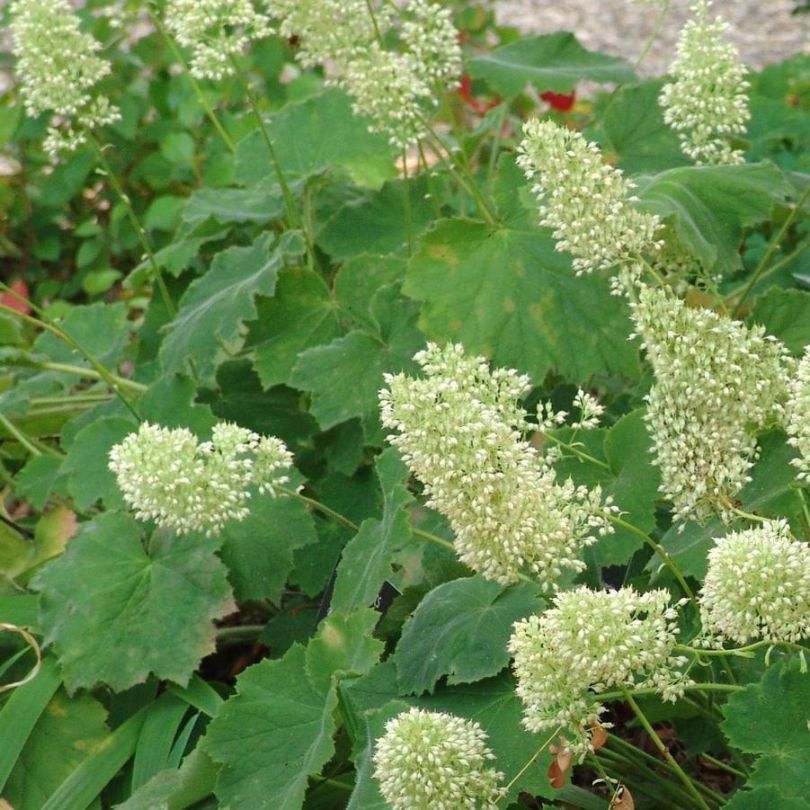 Gros plan sur des fleurs d'heuchère vertes et duveteuses avec un feuillage vert