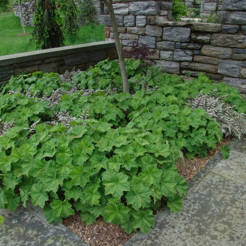 Des touffes de feuillage d'heuchère d'un vert éclatant dans un jardin ombragé