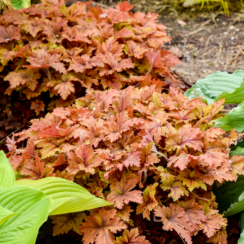 Les clochettes mousseuses Copper King s'associent bien aux hostas dans les jardins ombragés.