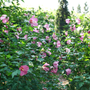 Paraplu Rouge™ Rose of Sharon boasting red-ish blooms and vertical interest in the landscape. 