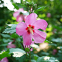 Paraplu Rouge is the one of the darkest reddish-pink rose of Sharon available. Its large blooms are loved by pollinators.