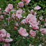 Close view of upright stems on Pink Chiffon Rose of Sharon. 