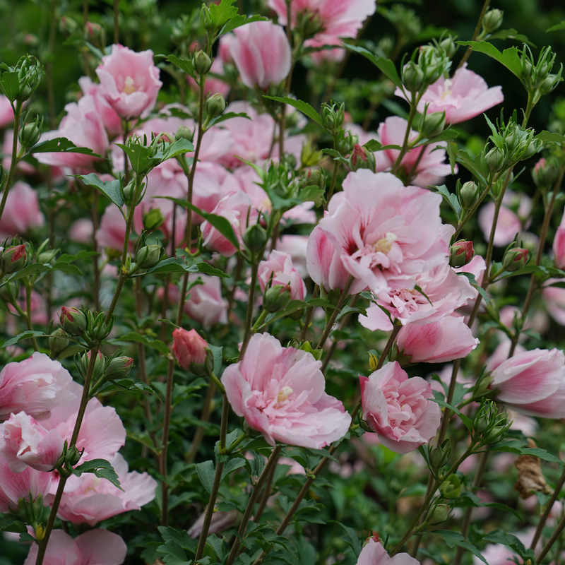 Close view of upright stems on Pink Chiffon Rose of Sharon. 