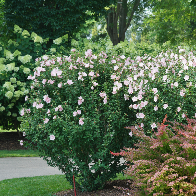Pink Chiffon Rose of Sharon paired with other shrubs in the landscape. 