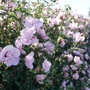 Pink Chiffon Rose of Sharon has fluffy pink blooms all summer