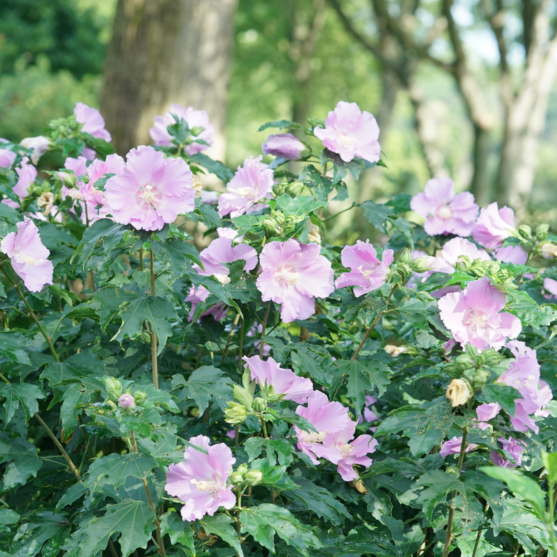 Des roses de Sharon d'un rose éclatant dans un paysage