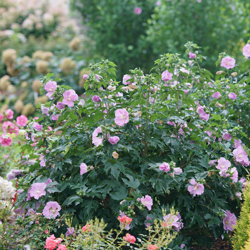 Pollypetite® Rose de Sharon (Hibiscus)
