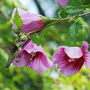 Hummingbird on Purple Pillar Rose of Sharon flower. 