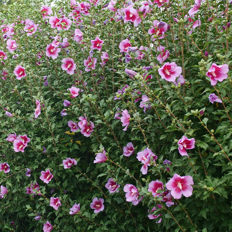 Purple Pillar Rose of Sharon as a lush hedge. 