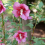 Red Pillar™ Rose of Sharon in bloom. 