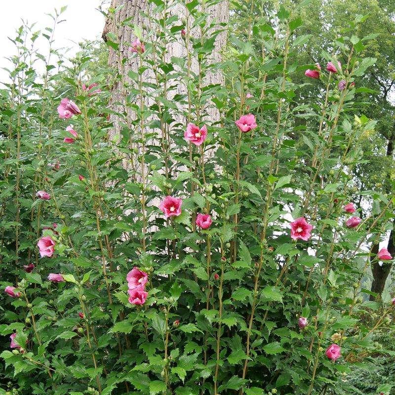 Red Pillar™ Rose of Sharon blooming in the landscape. 
