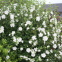 White Chiffon rose of sharon blooms prolifically in summer