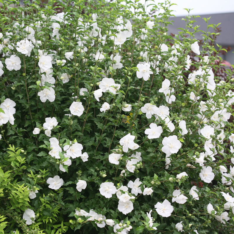 White Chiffon rose of sharon blooms prolifically in summer