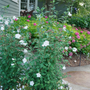White Pillar Rose of Sharon is loved by pollinators