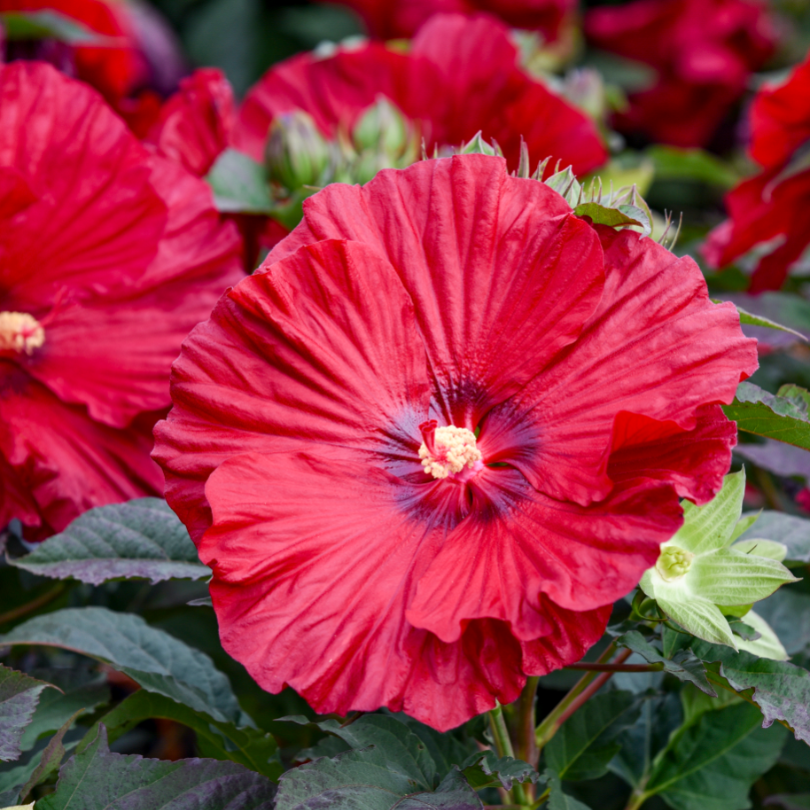 Gros plan sur les fleurs d'hibiscus vivace Summerific Garnet Globes aux tons rouge profond et précieux.