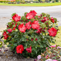 Hibiscus vivace Summerific Garnet Globes, arbuste du jardin.