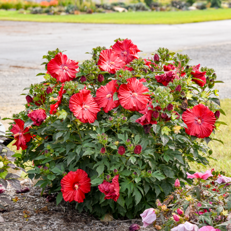 Hibiscus vivace Summerific Garnet Globes, arbuste du jardin.