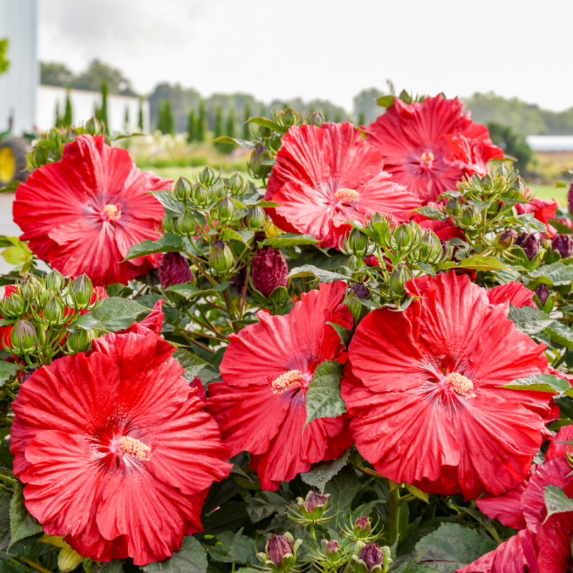 L'hibiscus vivace Summerific Garnet Globes se couvre de fleurs rouge foncé, typiques des jardins, en plein été. 