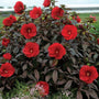 Scarlet red perennial hibiscus flowers and dark purple foliage
