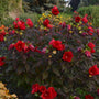 Mound of dark purple foliage from perennial hibiscus with bright red flowers