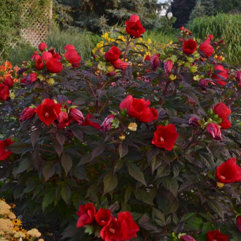Mound of dark purple foliage from perennial hibiscus with bright red flowers