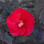 Red perennial hibiscus flower