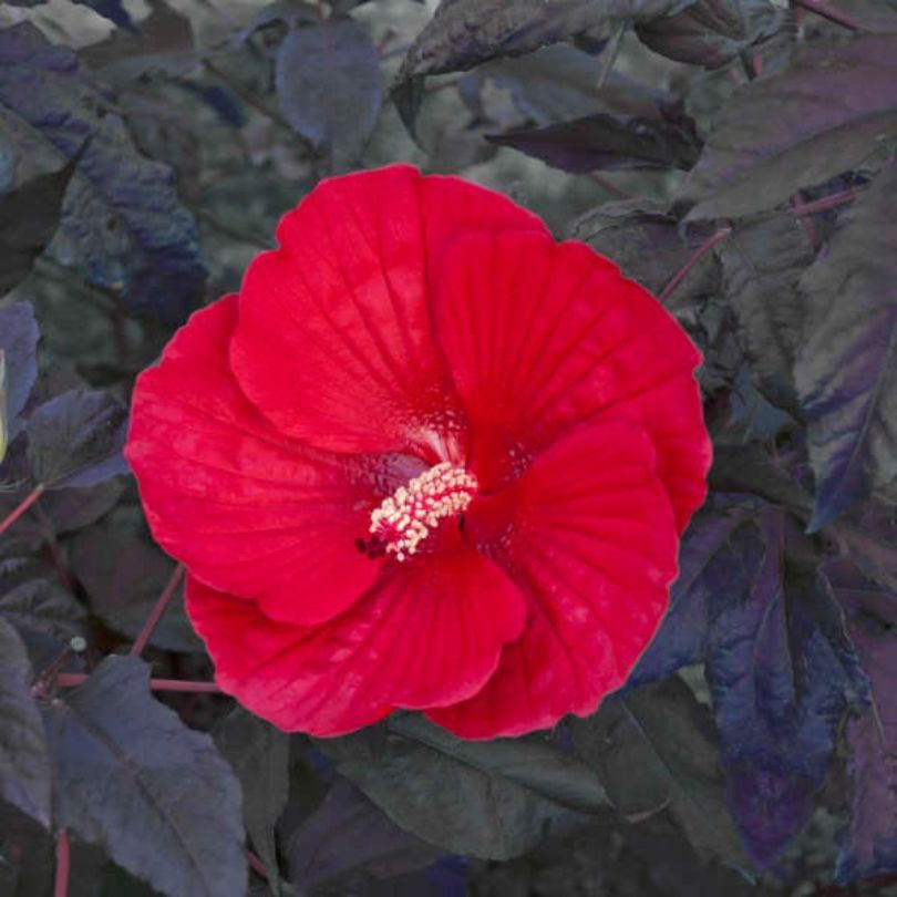 Red perennial hibiscus flower