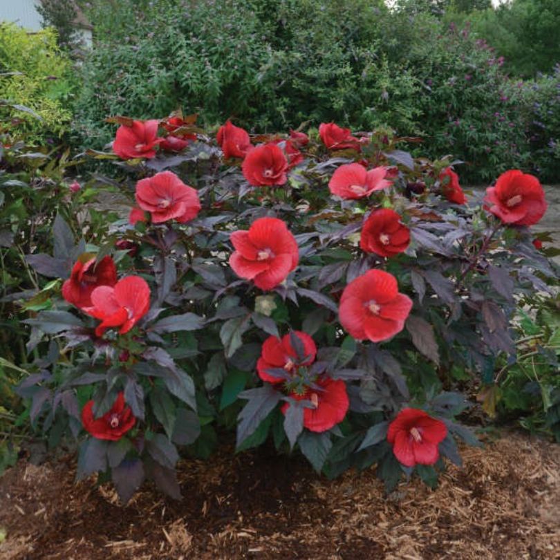 Mound of dark purple perennial hibiscus flowers