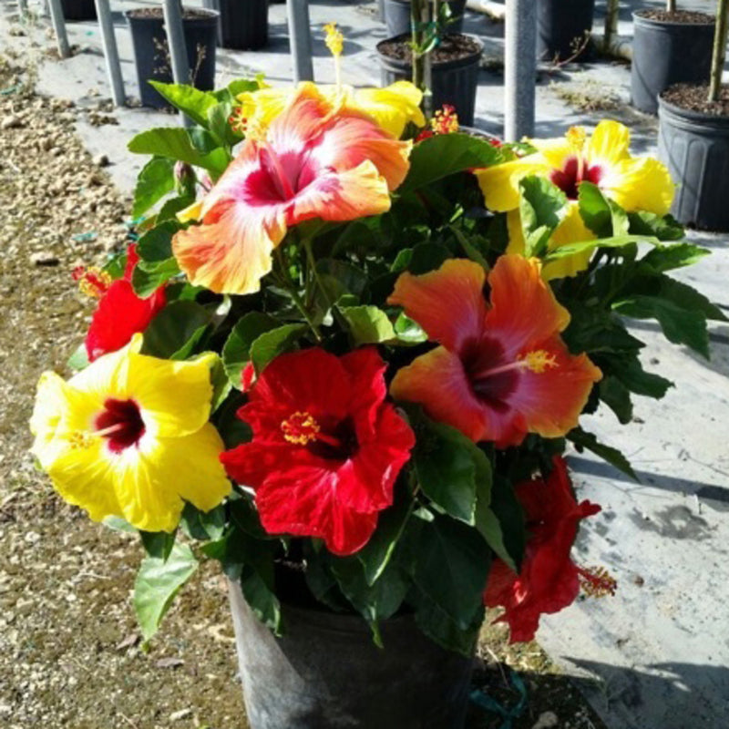 Hollywood Hibiscus Bloom Bash propose les fleurs les plus colorées du printemps à l'automne.