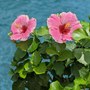 L'hibiscus tropical Hollywood Hibiscus™ America's Sweetheart™ est exceptionnellement tolérant à la chaleur ; plantez-le dans un pot sur une terrasse ou un patio au bord de la piscine.