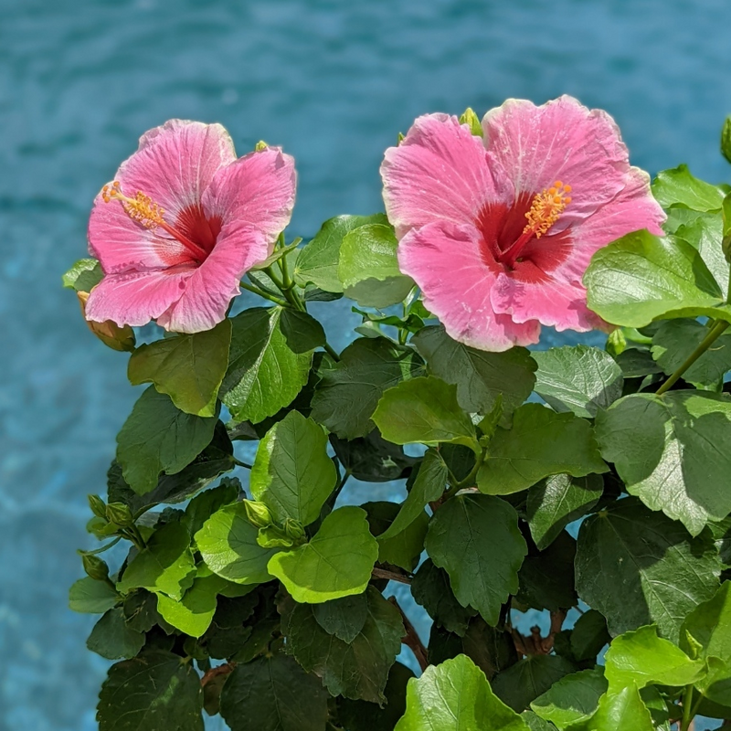 L'hibiscus tropical Hollywood Hibiscus™ America's Sweetheart™ est exceptionnellement tolérant à la chaleur ; plantez-le dans un pot sur une terrasse ou un patio au bord de la piscine.