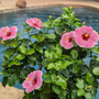 L'hibiscus tropical Hollywood Hibiscus™ America's Sweetheart™ est exceptionnellement tolérant à la chaleur ; plantez-le dans un pot sur une terrasse ou un patio au bord de la piscine.