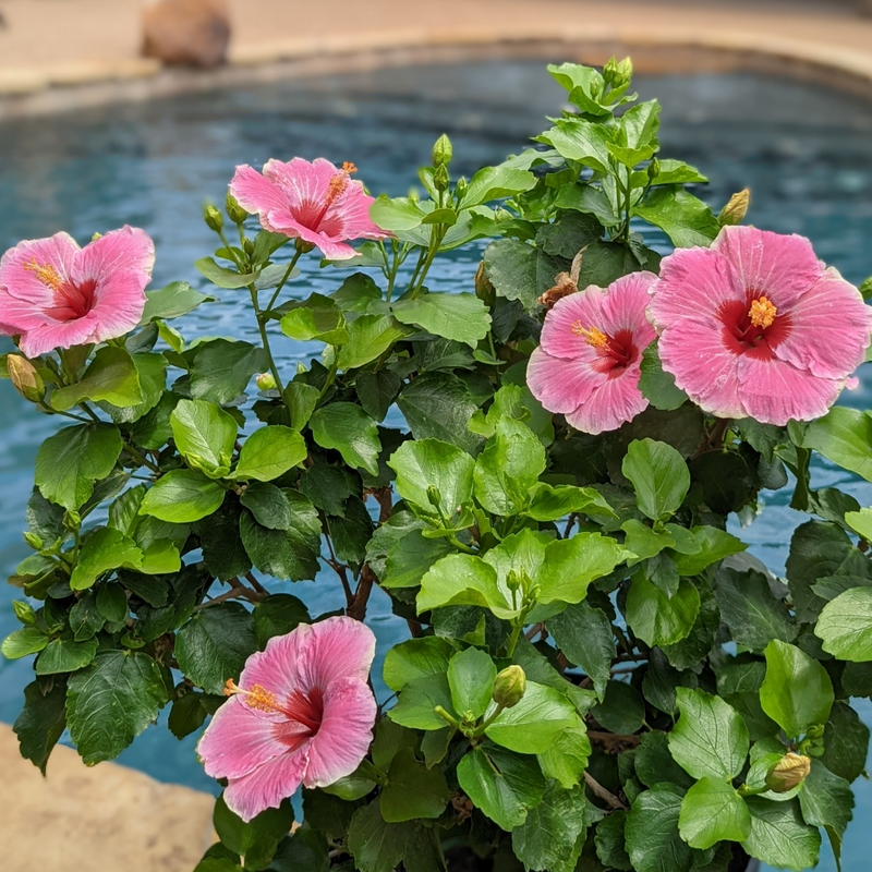 L'hibiscus tropical Hollywood Hibiscus™ America's Sweetheart™ est exceptionnellement tolérant à la chaleur ; plantez-le dans un pot sur une terrasse ou un patio au bord de la piscine.