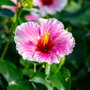 Hollywood Hibiscus™ America's Sweetheart™ L'hibiscus tropical possède des fleurs roses classiques dignes d'une étoile sur le Walk of Fame !