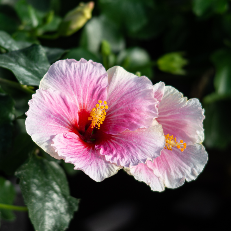 Hollywood Hibiscus™ America's Sweetheart™ L'hibiscus tropical fleurit de la fin du printemps jusqu'aux gelées sans se décolorer.