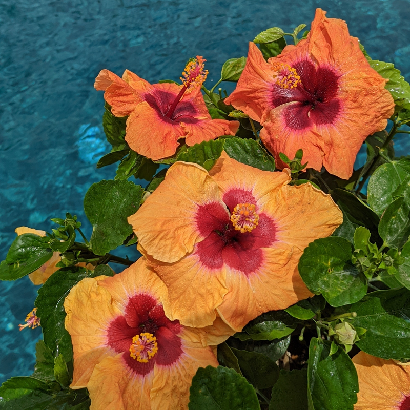 Les fleurs orange vif de l'hibiscus tropical Hollywood Hibiscus™ Disco Diva™ se distinguent dans un cadre de piscine.