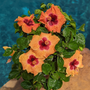 L'hibiscus tropical Hollywood Hibiscus™ Disco Diva™ possède une tolérance exceptionnelle à la chaleur, ce qui le rend idéal pour un pot de terrasse au bord de la piscine.