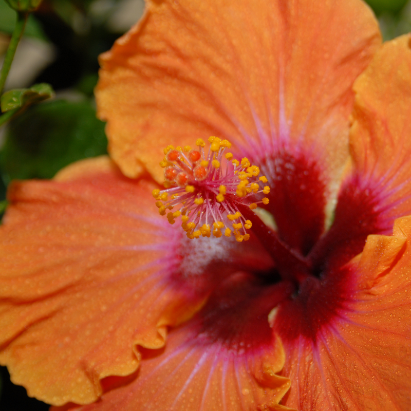 L'hibiscus tropical Hollywood Hibiscus™ Disco Diva™ offre une floraison orange vif de la fin du printemps à l'automne.