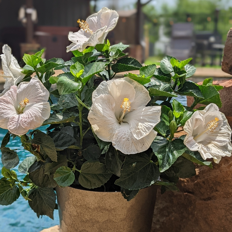 Les grandes fleurs blanc crème de l'hibiscus tropical Hollywood Hibiscus™ Earth Angel™ sont du plus bel effet en pot.