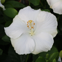Gros plan sur les fleurs à longue floraison de l'hibiscus tropical Hollywood Hibiscus™ Earth Angel™