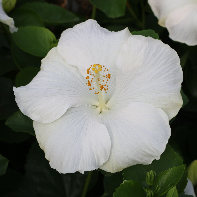 Gros plan sur les fleurs à longue floraison de l'hibiscus tropical Hollywood Hibiscus™ Earth Angel™